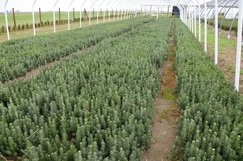 Picea pungens glauca